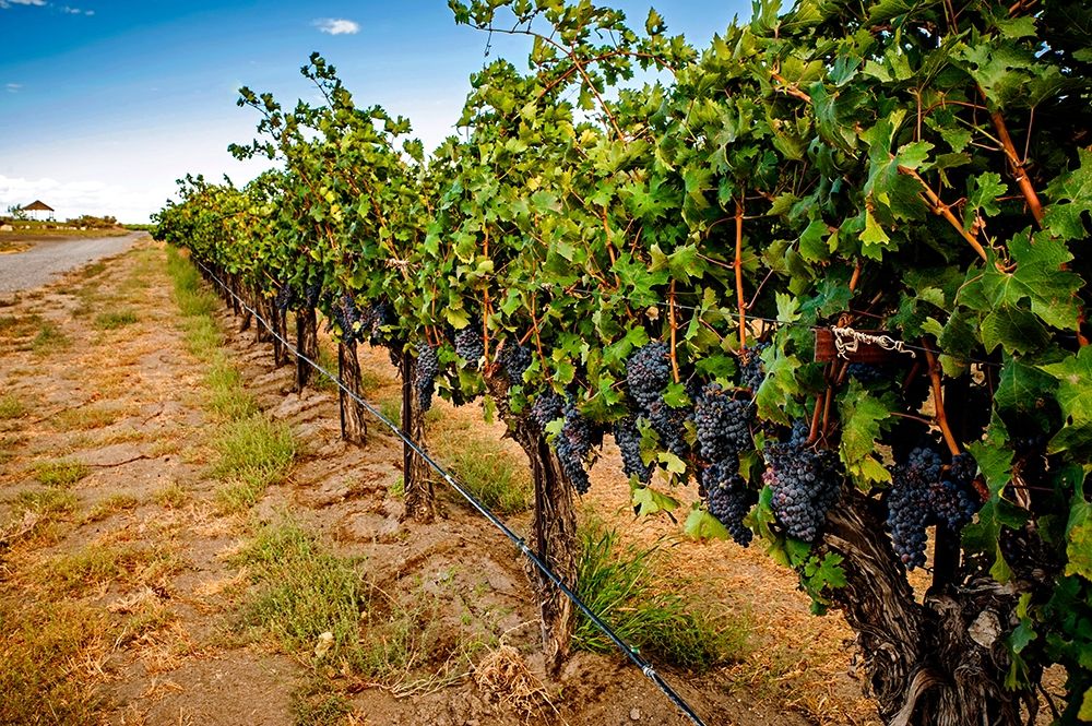 Washington State-Red Mountain Cabernet Sauvignon in Yakima Valley vineyard